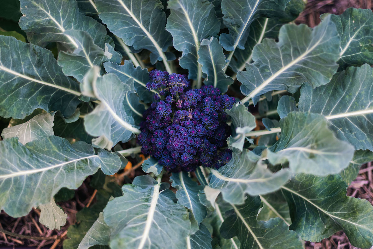 Purple broccoli | Photo by Hannah Benet