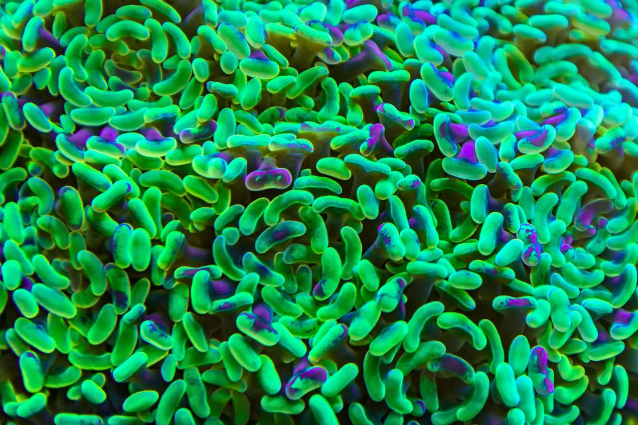 Digital illustration of neon-colored bacteria