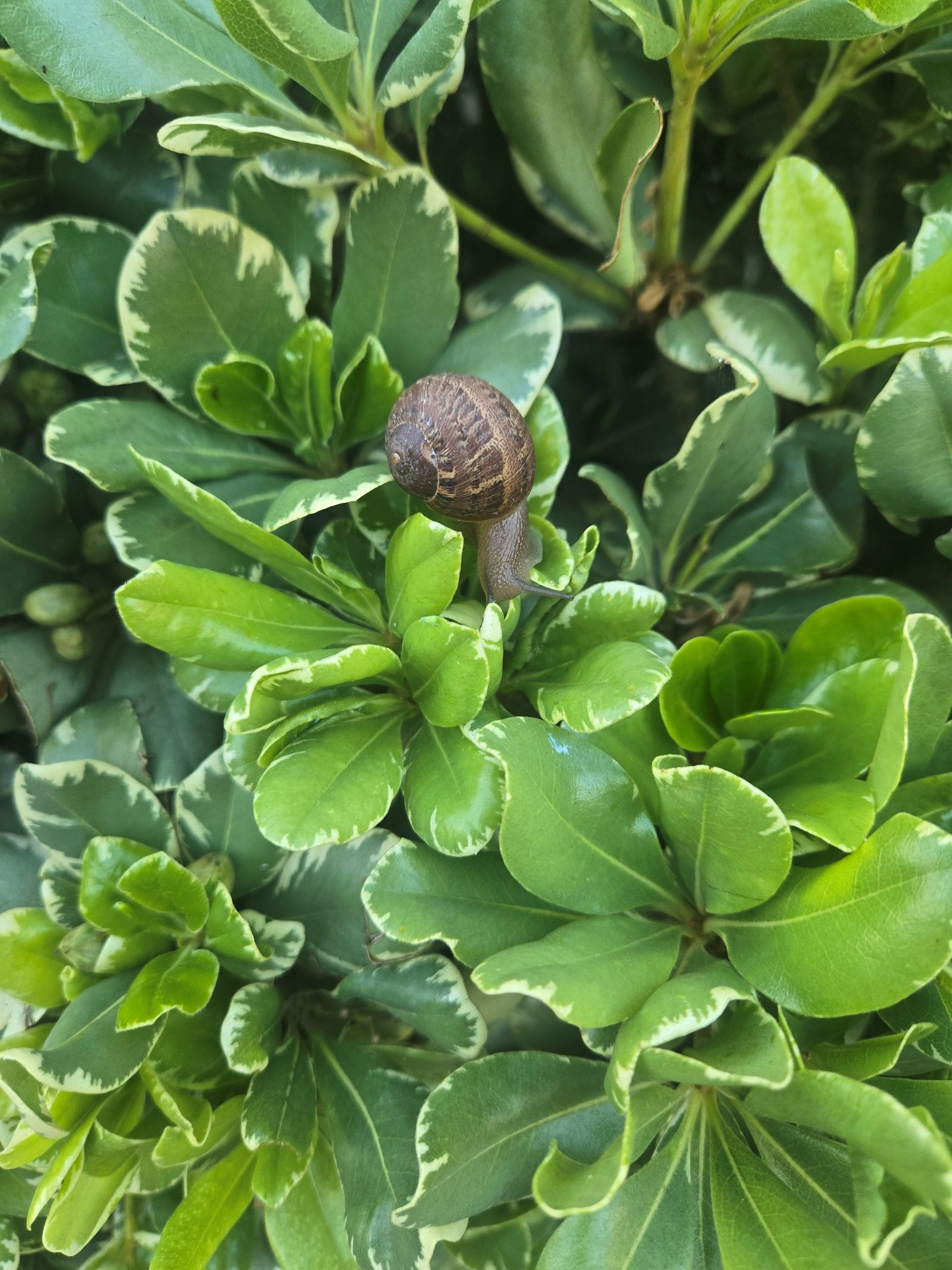A small snail on a green bush
