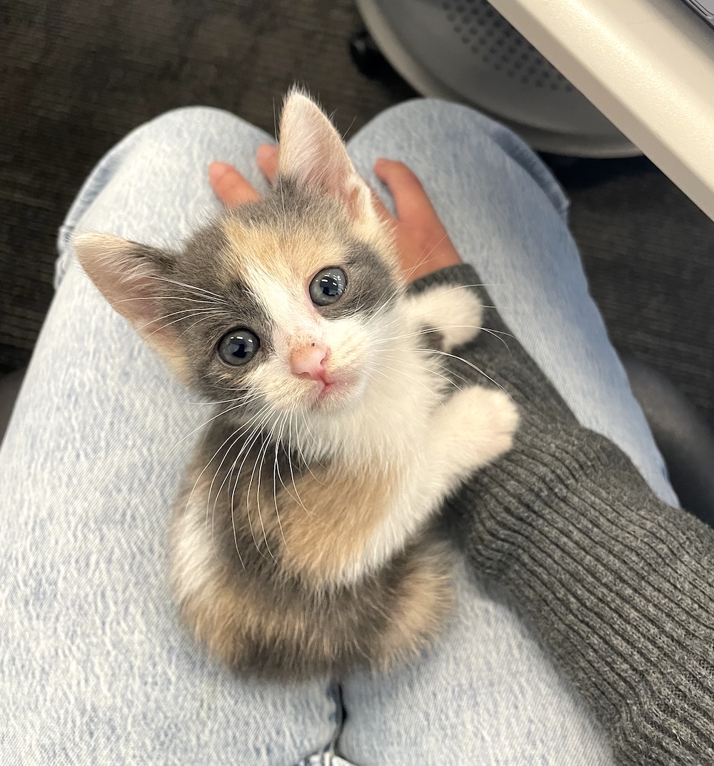 Cute kitten!