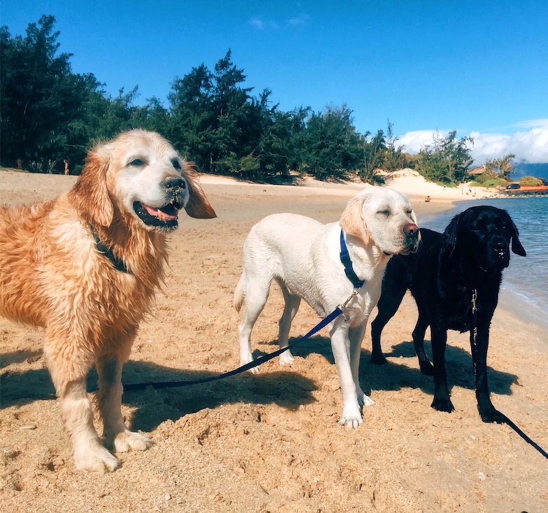 Pictured (from left to right): Ford, Wrangler, and Wesley during a trip to Spreckelsville Beach in Paia!
